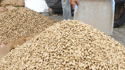 Groundnut