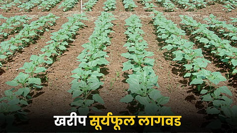 Sunflower Farming