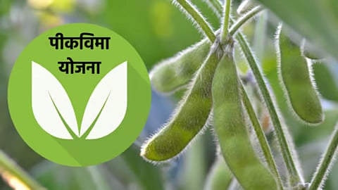 Satara Crop Insurance