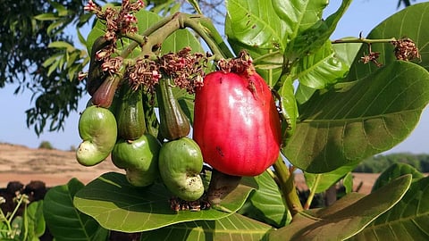 Cashew Board Kolhapur