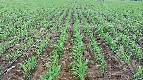 Bajari Sowing