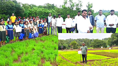 Paddy Variety Farmer