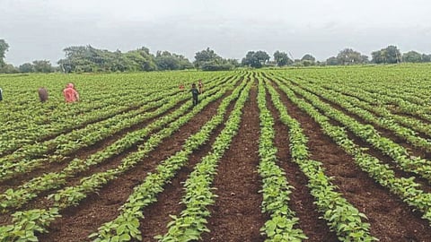 Kharif Crop Weed Control