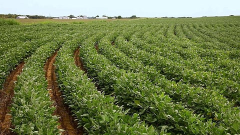 Soybean Crop Kolhapur