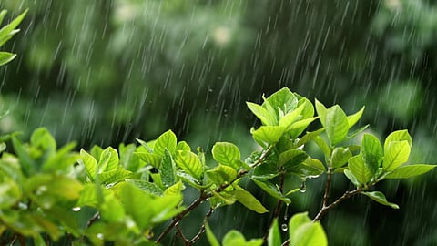Rain