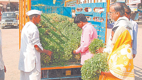 Coriander Rate