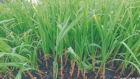Sugarcane