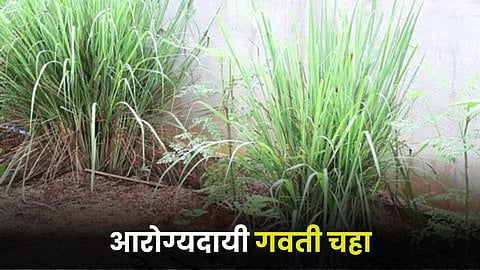 Lemon Grass