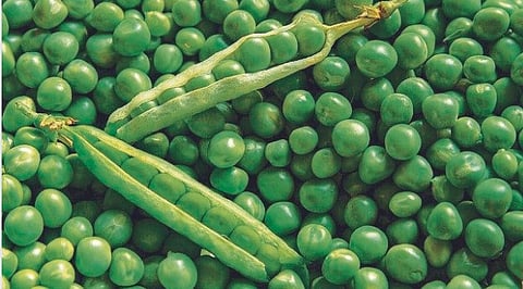 Green Peas