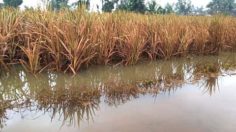 Flood Affected Agriculture