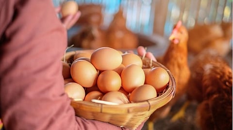 Poultry Farming