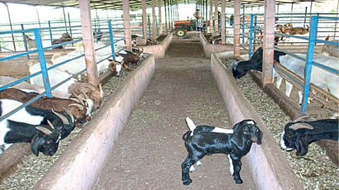 Goat Cluster