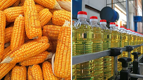 Maize Edible Oil