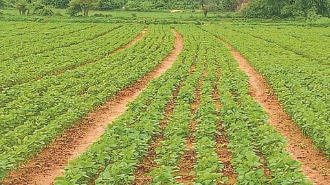 BBF Sowing