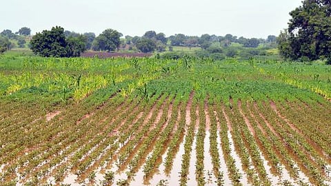 Crop Damage Flood
