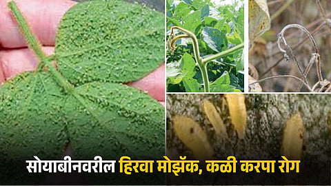 Soybean Disease