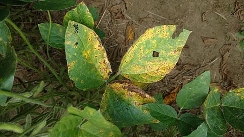 Soybean Disease