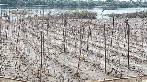 Kolhapur Agriculture Loss