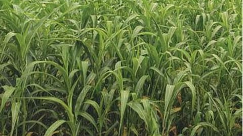 Fodder Crop