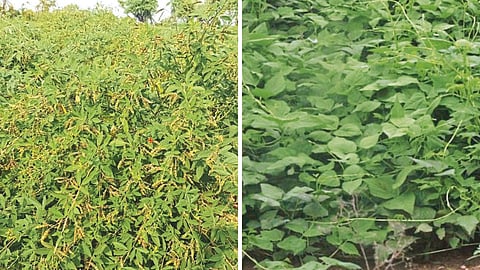 Crop Variety