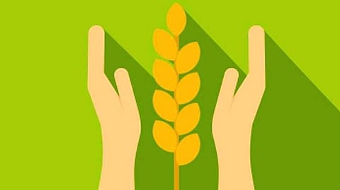 Crop Insurance