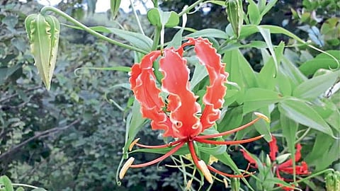 Wild Flower
