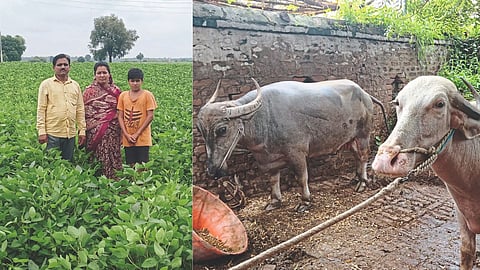 Milk Processing