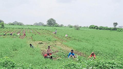Crop Damage
