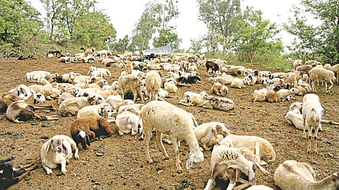 Sheep Helath