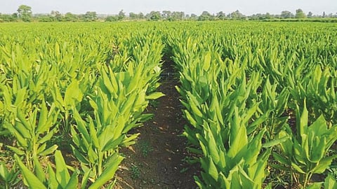 Turmeric Cultivation