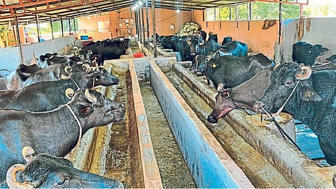 Animal Census
