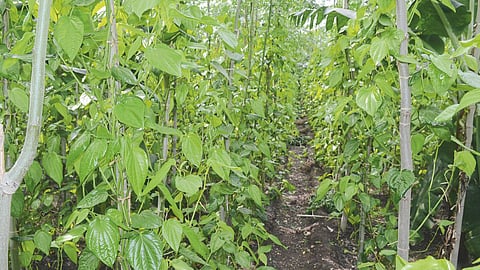 Betel Leaf