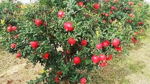 Pomegranate Rate