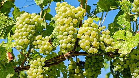 Grape Framing