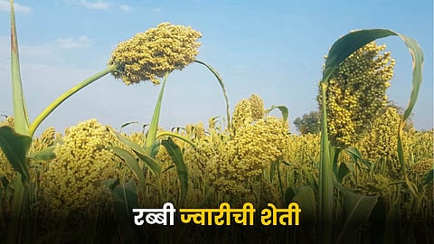 Jowar