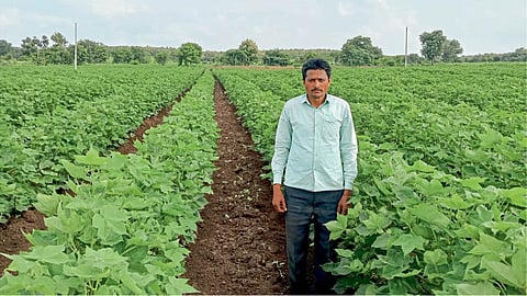 Cotton Farming