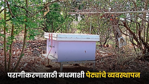Beekeeping
