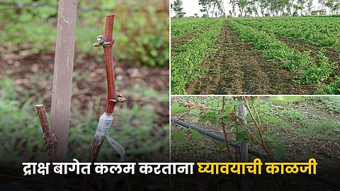 Grape Farming