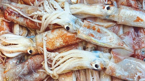 Squid Fish