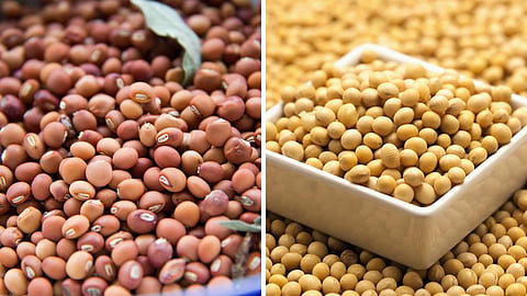 Tur Soybean