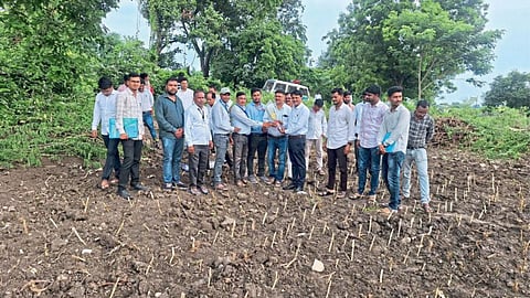 Fodder Cultivation