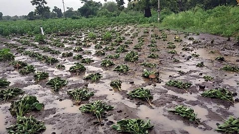 Crop Damage