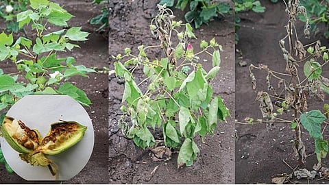Cotton Management