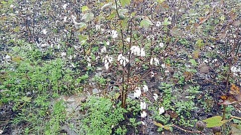 Crop Damage