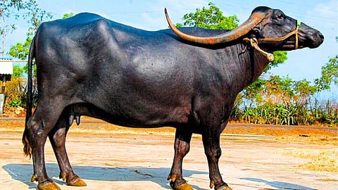 Pandharpuri Buffalo
