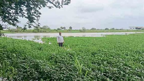 Crop Damage