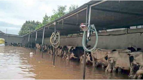 Marathwada Heavy Rain