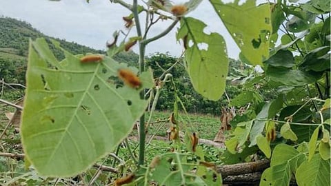 Soybean Pest