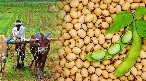 Soybean