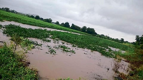 Crop Damage